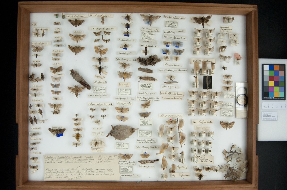 A very eclectic moth drawer- filled with net cocoons, microscopic slides, cases and snail shells. <a href="/morethanadodo/">Oxford University Museum of Natural History</a>