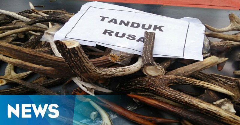 iNewsSport's tweet photo. Indonesia jadi pasar perdagangan satwa langka https://t.co/sdERRj1jrG @WWF_ID @walhinasional https://t.co/gvtyK7NMUr