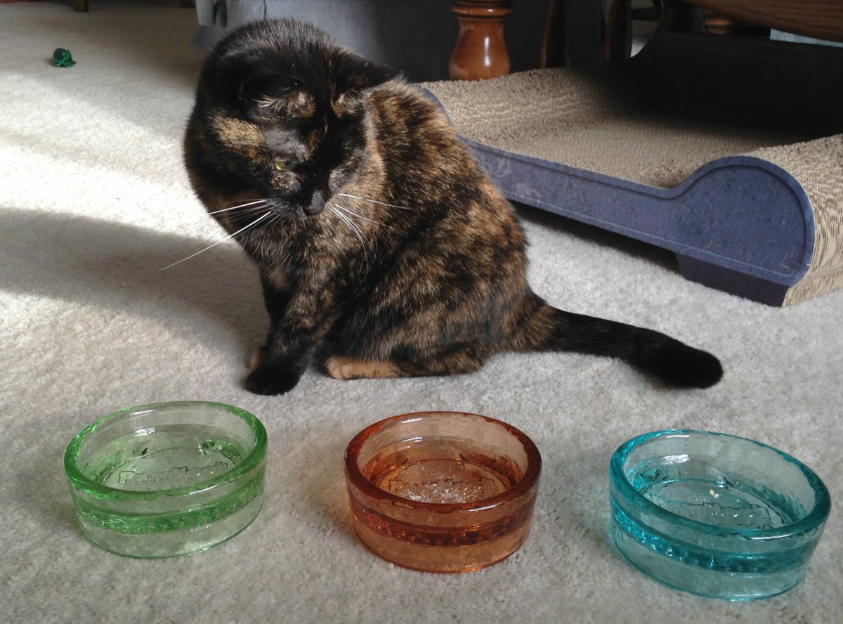 purrsingridking's tweet photo. #Review: @PawNosh Mini Cubby #Cat Bowls https://t.co/k3uqVkQzT4 https://t.co/rn3EQxCbj2