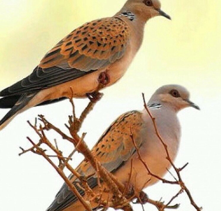 قطمير النجراني tweet media