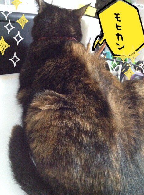 原稿の疲労感を原稿の邪魔をする猫に癒してもらおうの巻。 