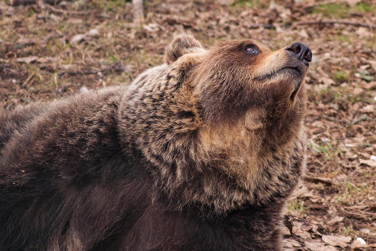 GeographicalMag's tweet photo. Revisiting #RewildingWeek: bringing Italy’s largest carnivore back from the edge https://t.co/ZHyEko1Hu0 https://t.co/D921Khd2s3