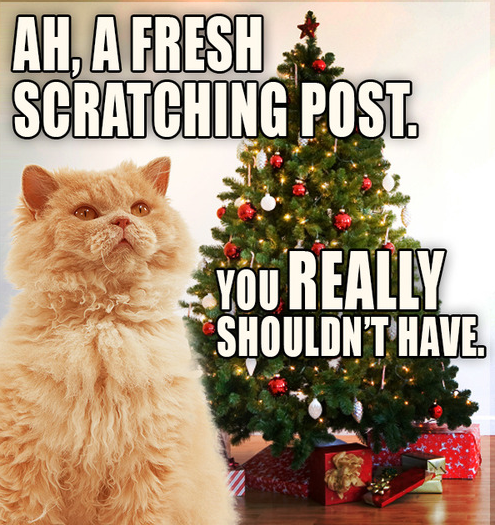 superviraltv's tweet photo. Did you get your #ChristmasTree yet? Because your cat's paws are itching... #ChristmasIsComing #Christmas #FunnyCat https://t.co/9nUid0DHfA