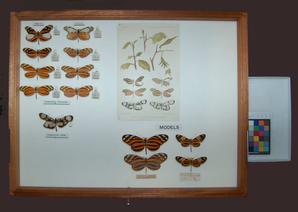 Dismorphia butterflies are in the same family as the Large White.They have adapted to mimic poisonous insects.
