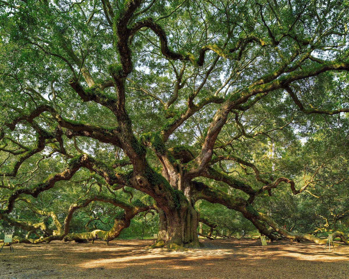 edcooley's tweet image. Love Spring in the South, "Angel Oak" ow.ly/Vkp1U #ClientDesign #ClientFavorite @Discover_SC @chasscene