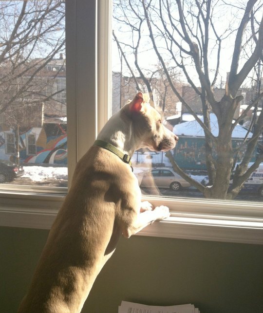 Dogs get bored too! A few ways to keep them entertained during winter.  goo.gl/0gtv8a