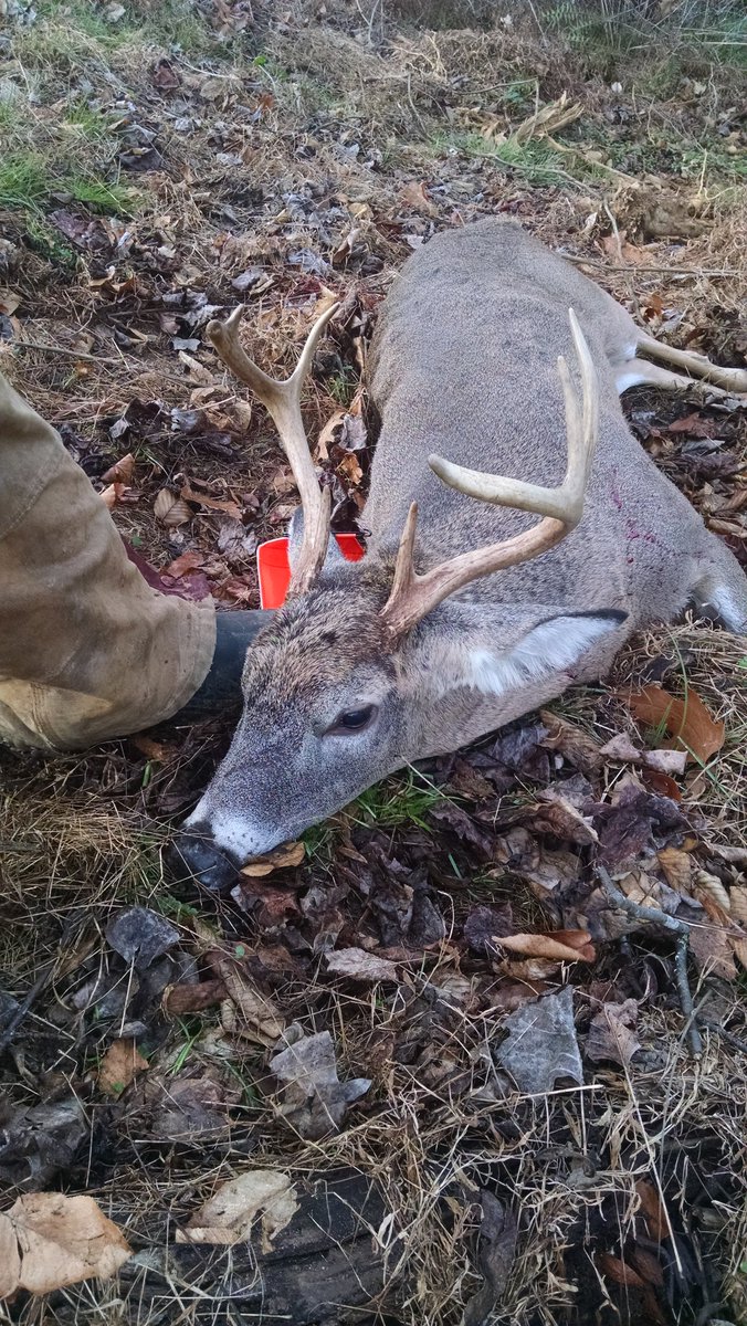 fredward06's tweet photo. 8 pt down monday at 7:30 #deer #buck #8point #rifleweek #30-30 #yumm #deerbegone #openingday #pa #naturefood https://t.co/Xh8yC3prcy