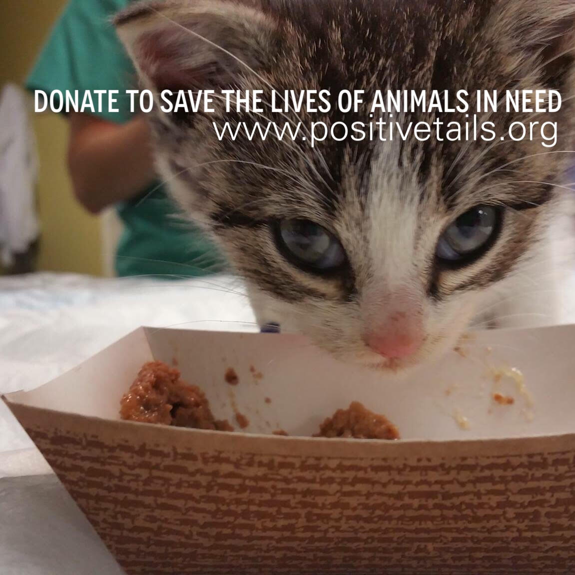 PositiveTails's tweet image. Visit tinyurl.com/z98jmn2 &amp;amp; donate to help fund #Cranberry’s surgery &amp;amp; help others like her. #GivingTuesday