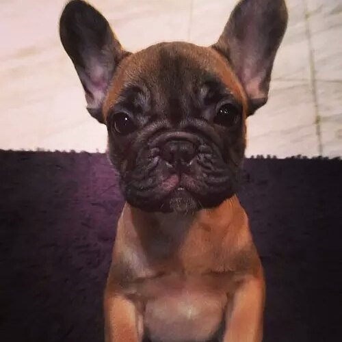 lovers_boxer's tweet photo. Look at his ears it's just adorable.. 💕🐩💖🐩
#collarbuddies #collarbuddies #boxer #boxers #boxerdog #boxerdogs #boxer… https://t.co/ltPU5KdvWU