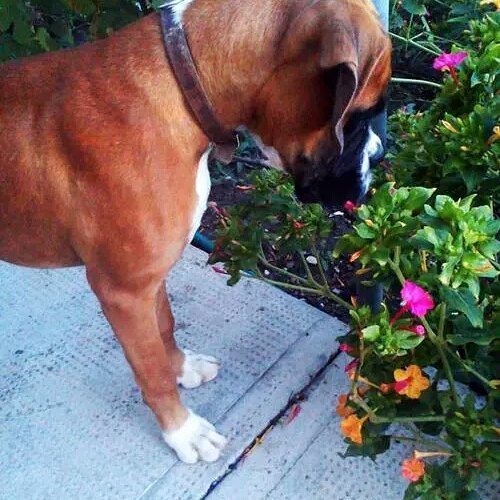 lovers_boxer's tweet photo. He is nature friendly how many likes his behavior?? 💕💖💖😘✋✋✋#collarbuddies #collarbuddies #boxer #boxers #boxerdog #… https://t.co/F0eaY383wv