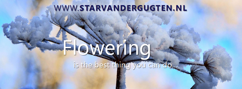 Star & vander Gugten (@starvdgugten) on Twitter photo 