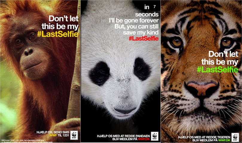 _Rachelkt_'s tweet photo. @WWF loved the #LastSelfie campaign on @Snapchat, genius correlation of disappearing pics and species #COMM232 https://t.co/QkjmR3dn5A