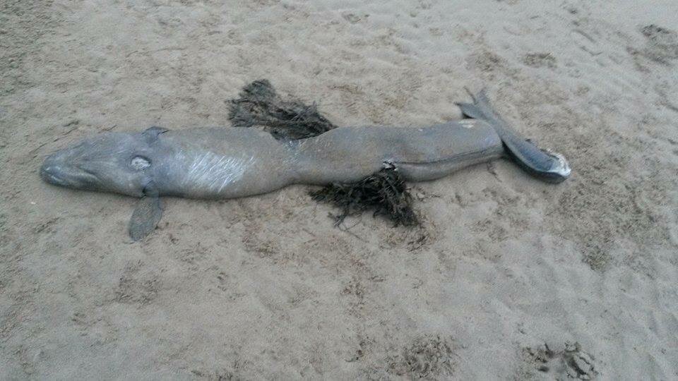 DornochBeach's tweet photo. A beastie washed up on Dornoch Beach #notnessie https://t.co/yarNvduKKp