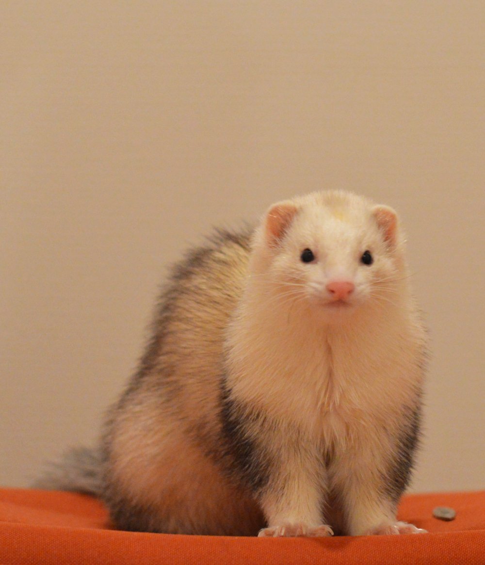 生 𝓝𝓪𝓶𝓪 No Twitter つイタチ８枚目 ラスト 来月のつイタチは 更に上を目指すでし つイタチだしイタチの画像上げていこうぜ つイタチ Ferret フェレット T Co Ytsufgep6h