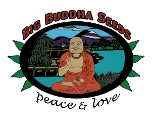 BuddahSeeds's tweet photo. Full Selection of Big Buddha Seeds Available at https://t.co/vRIvfvtc3l #weed #bigbuddhaseeds RT https://t.co/LiMn7EtxyG