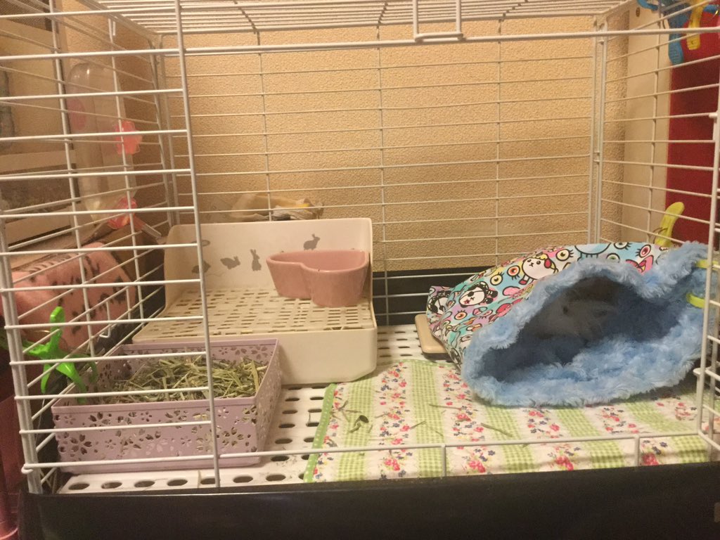 Haischlib モルモットのケージレイアウト Ar Twitter