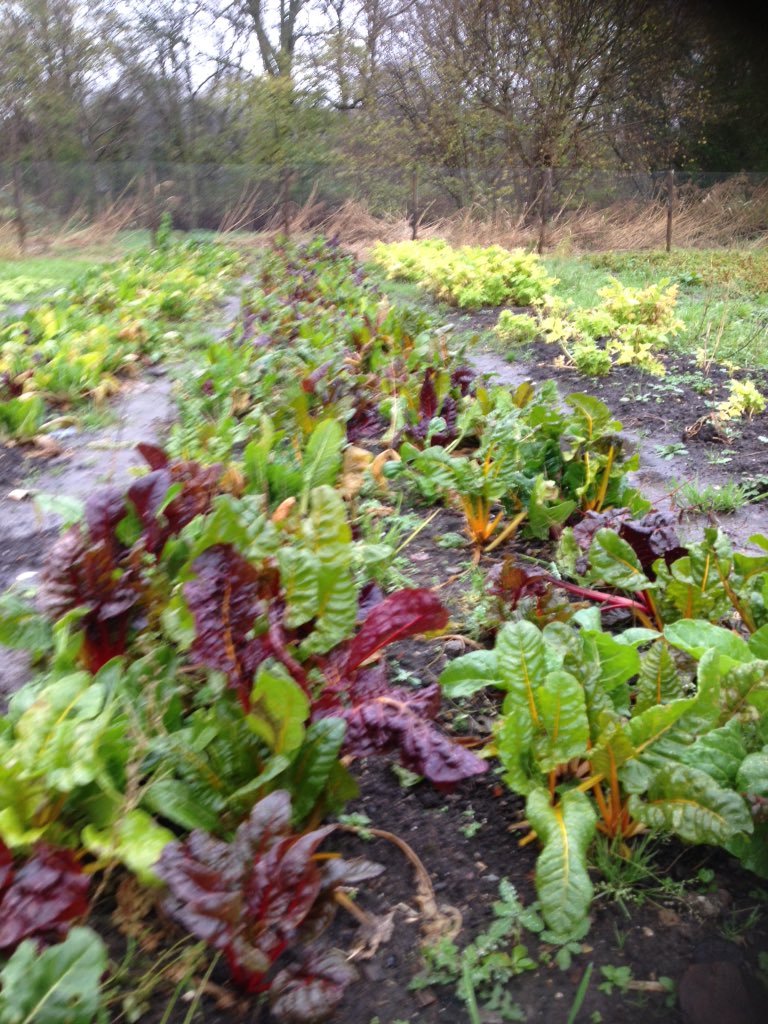 SheepatworkNL's tweet photo. Even de moestuin leeg eten bij @Buitenleeft #BuytenDelft https://t.co/L6067qJhje