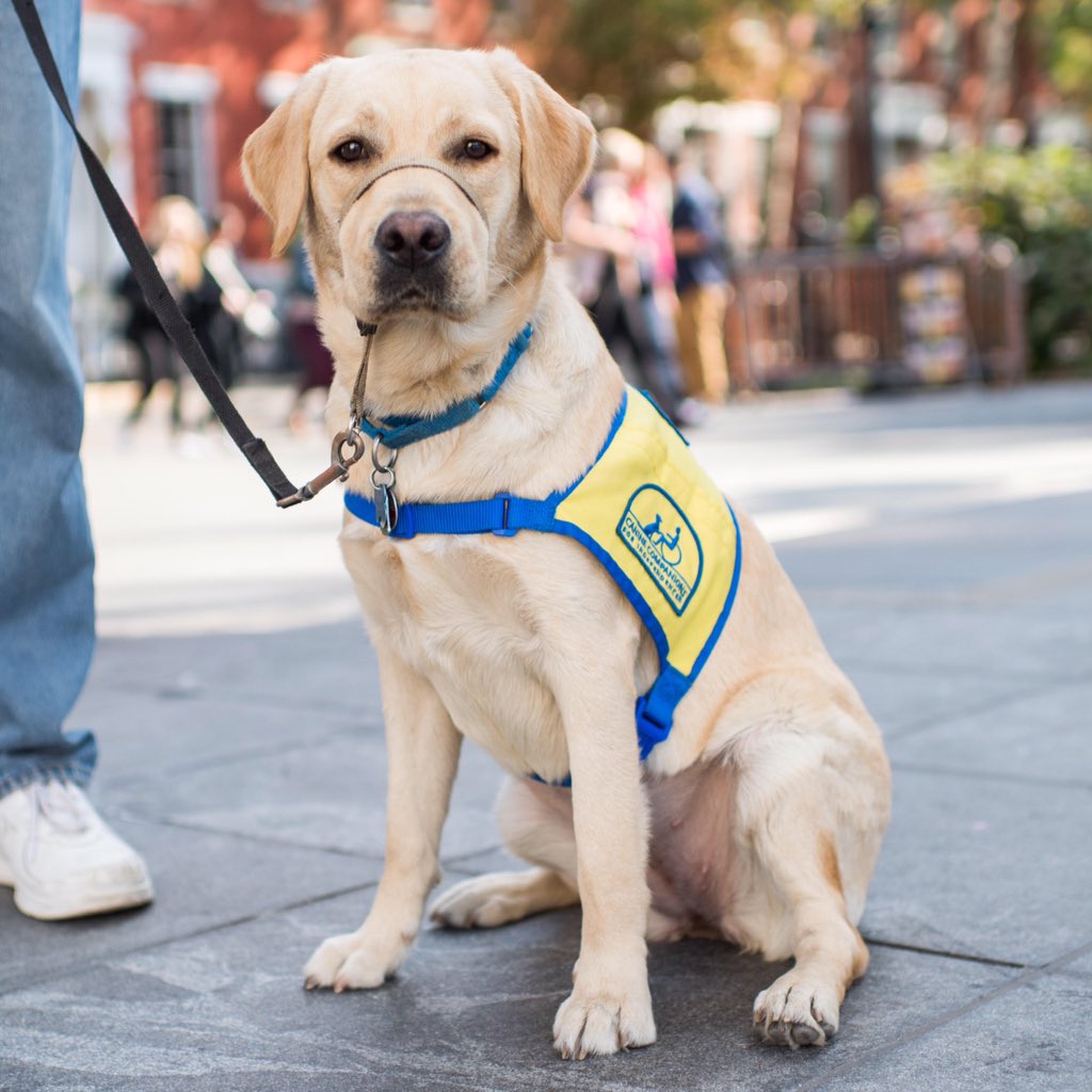 The Dogist tweet media