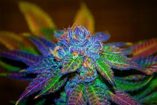 Would you smoke this ?