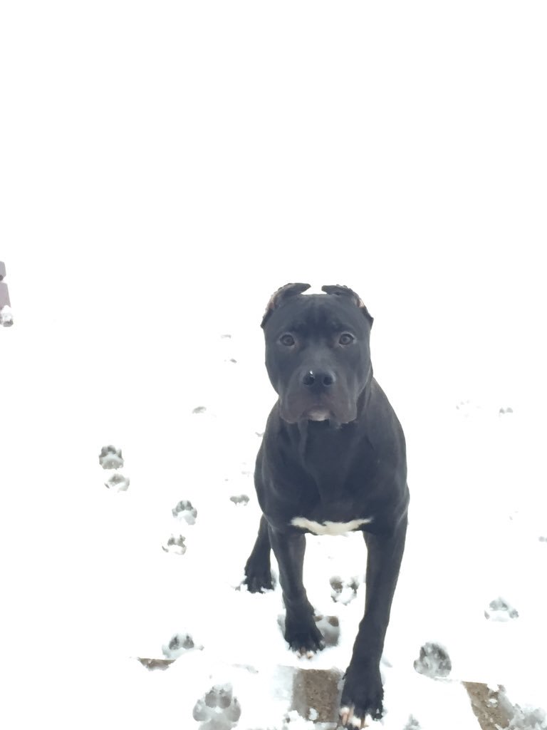 TRAPKAT_'s tweet photo. Snow bull βοΈπ #1stwinter https://t.co/bGIxWwPBQ5