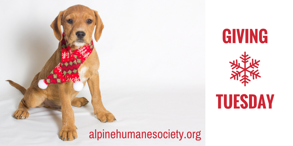 AlpineHumane's tweet image. Help support our mission. Donate online or at AHS Thrift Store. alpinehumanesociety.org