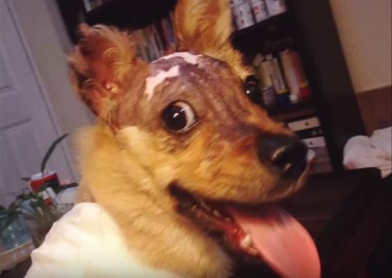 Scorched Dog Tossed from Window Survives Against All Odds puls.ly/ozCDJA