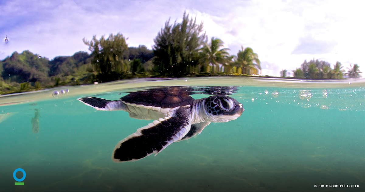 ConservationOrg's tweet photo. Your #GivingTuesday gift will be doubled until midnight tonight to help protect nature! https://t.co/hZ3uDxK0zX https://t.co/uf006NJA91