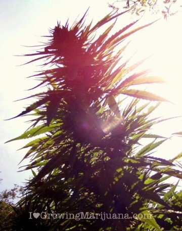 skunkparadise's tweet photo. What type of marijuana plant to grow
https://t.co/nfVqC0C4LV
#marijuanaplant #typeofweed #growingcannabis https://t.co/o60cgKuk1i