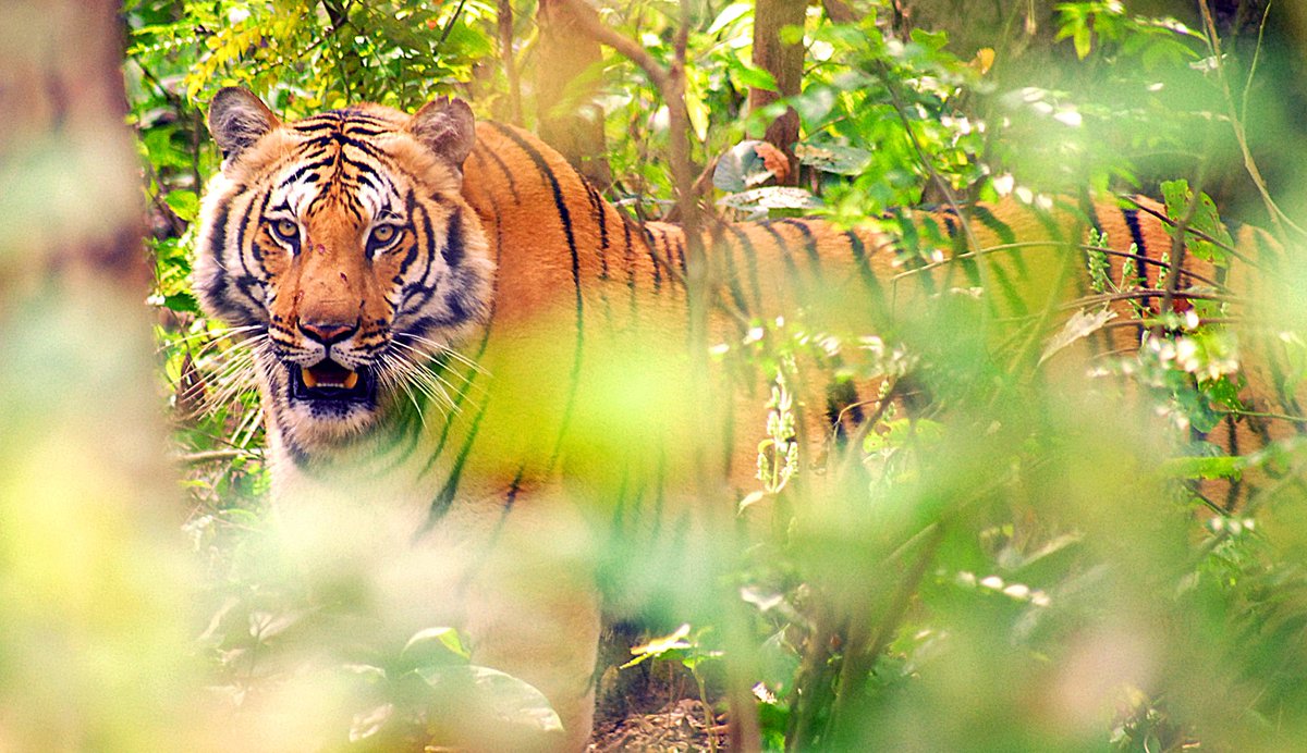 sanwahi's tweet photo. #saveourtigers Tigers@corbett @SanctuaryAsia #conservationists @NatGeoPhotos #photography #wildlife #tiger #bigcats https://t.co/LYouxYaDpU