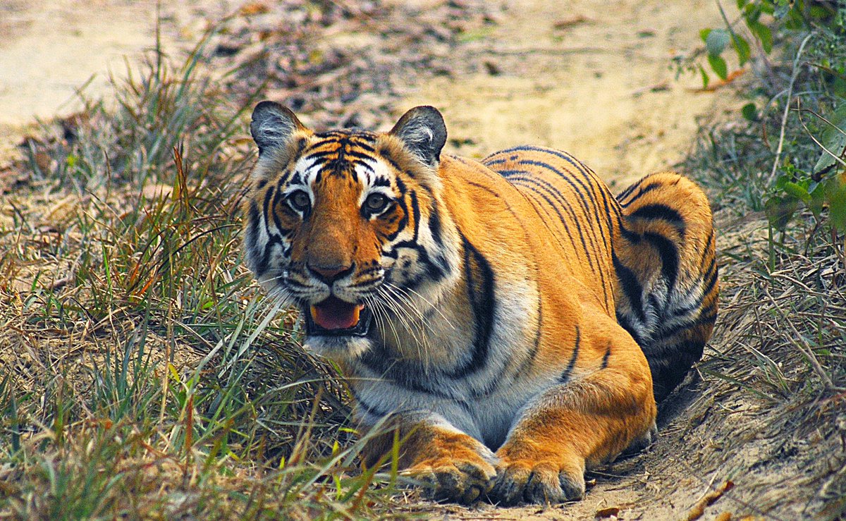 sanwahi's tweet photo. #saveourtigers Tigers@corbett @SanctuaryAsia #conservationists @NatGeoPhotos #photography #wildlife #tiger #bigcats https://t.co/LYouxYaDpU