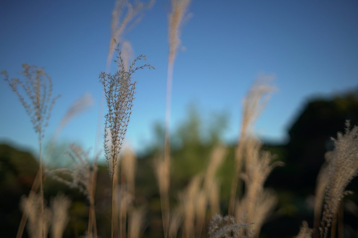 TKNK_NT's tweet photo. #Shinjyukugyoen #新宿御苑 
#Photography 
#Loxia #7RII 
#ファインダー越しの私の世界 https://t.co/KnIATNoX1I