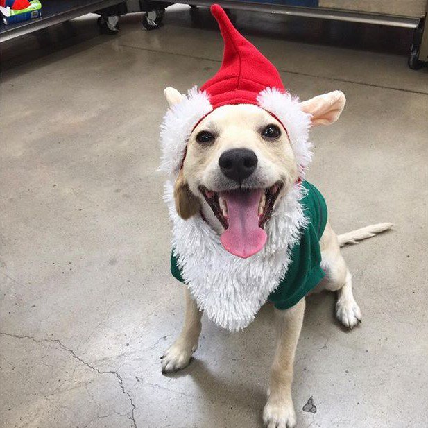 Santa's little helper is giving us her best #TongueOutTuesday. (Pic: Crecencia)