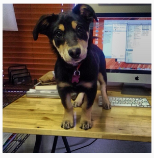wearetmbr's tweet photo. About 2 years ago we were working with @PAWSofJH and Brian adopted Layla! #adoptapet https://t.co/7B2I5iq9y6 https://t.co/a2I7WU9Zqp