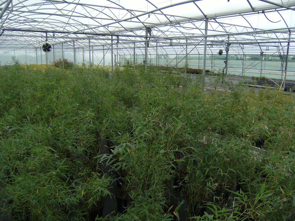 Vanaf volgend jaar hebben wij een leuk assortiment #Bamboe leverbaar in grote pot.