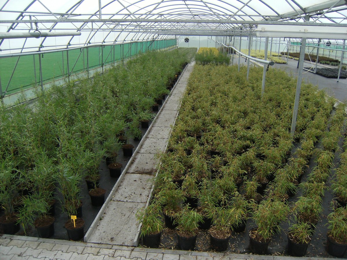 JPvanStraalenJr's tweet image. Vanaf volgend jaar hebben wij een leuk assortiment #Bamboe leverbaar in grote pot.