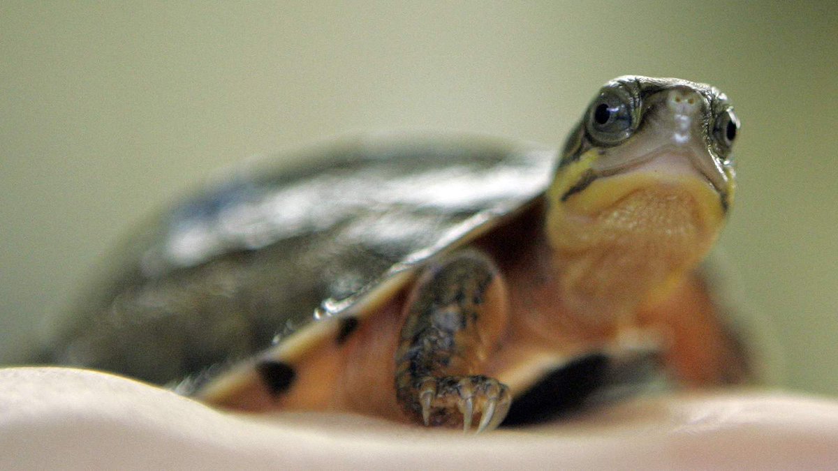 Environment tweet media