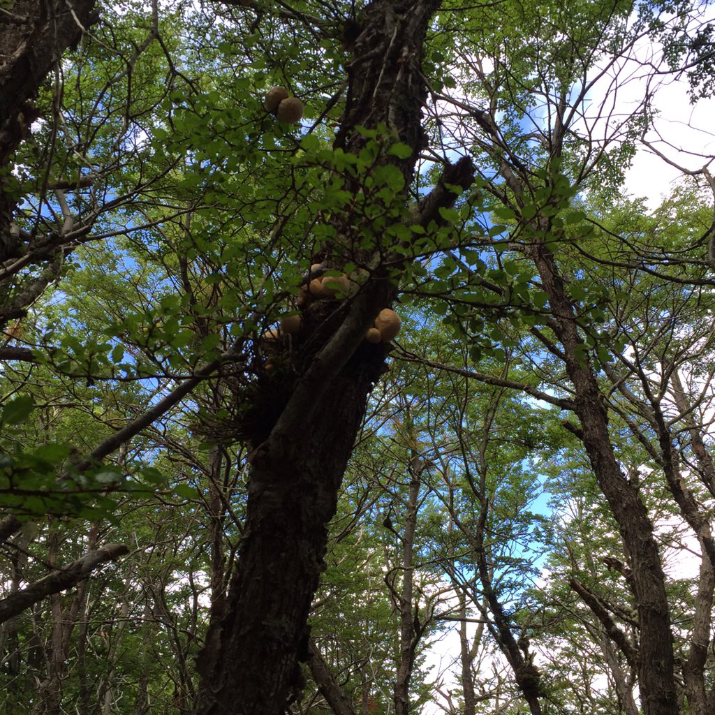 SueTaylor8's tweet photo. .@TiCLme Tierra del Fuego #internationaltreeweek #Argentina https://t.co/E5Sv7VfjiQ