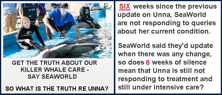 MC_org's tweet photo. .@SeaWorldTexas .@SeaWorld Please provide an update on Unna, six weeks is a long time with no news. Thank you. https://t.co/yOheZ6LzYr