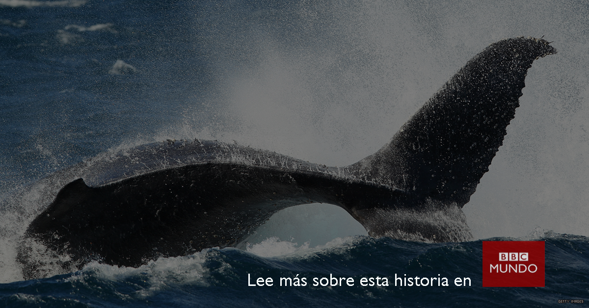 bbcmundo's tweet photo. Al parecer, la ciencia lo explica todo https://t.co/cOP1Nca0bY https://t.co/Yk97kRAqgj