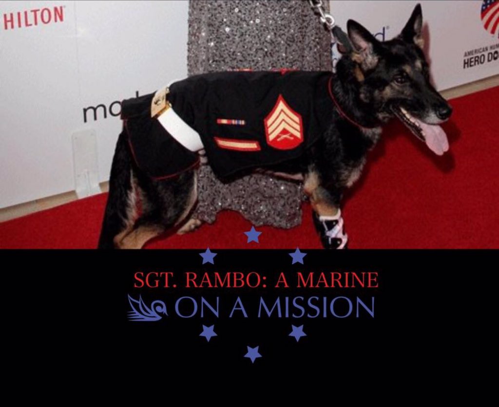 Sgt_Rambo_N577's tweet photo. #RamboStrong #TeamRambo @TheSlyStallone Ur name sake would b honored if he could meetu #prayers4Rambo #getWell #USMC https://t.co/B0YeVLDAdM
