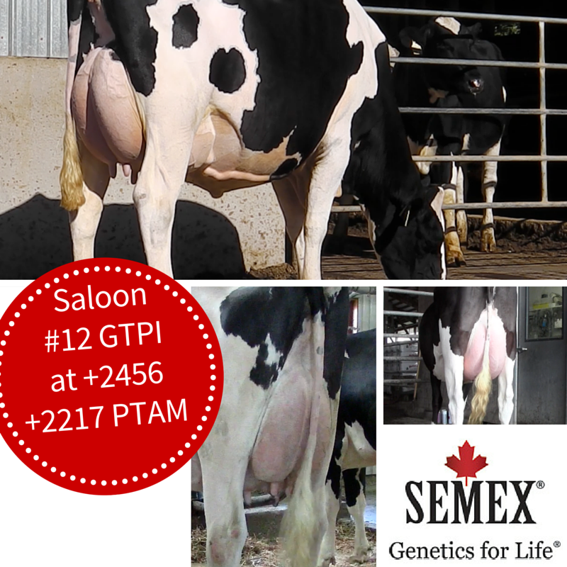 Semex's tweet photo. Proofs online! A2A2™ sire Saloon #12 GTPI @HolsteinUSA +2456 GTPI - Daughter video soon! #decproofs #semexgfl https://t.co/9hD86Kbm5J