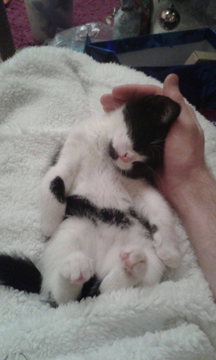 RachelPFox's tweet photo. Jeremy Hunt saying he wants 24/7 NHS is like me saying i'm going to make kittens cute...#AlreadyAThing #SaveTheNHS https://t.co/aLK9txoOyR