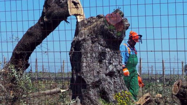 Batterio Killer Xylella anche negli Stati Uniti, nell'Oregon Batterio Killer Xylella anche negli Stati Uniti, nell'Oregon