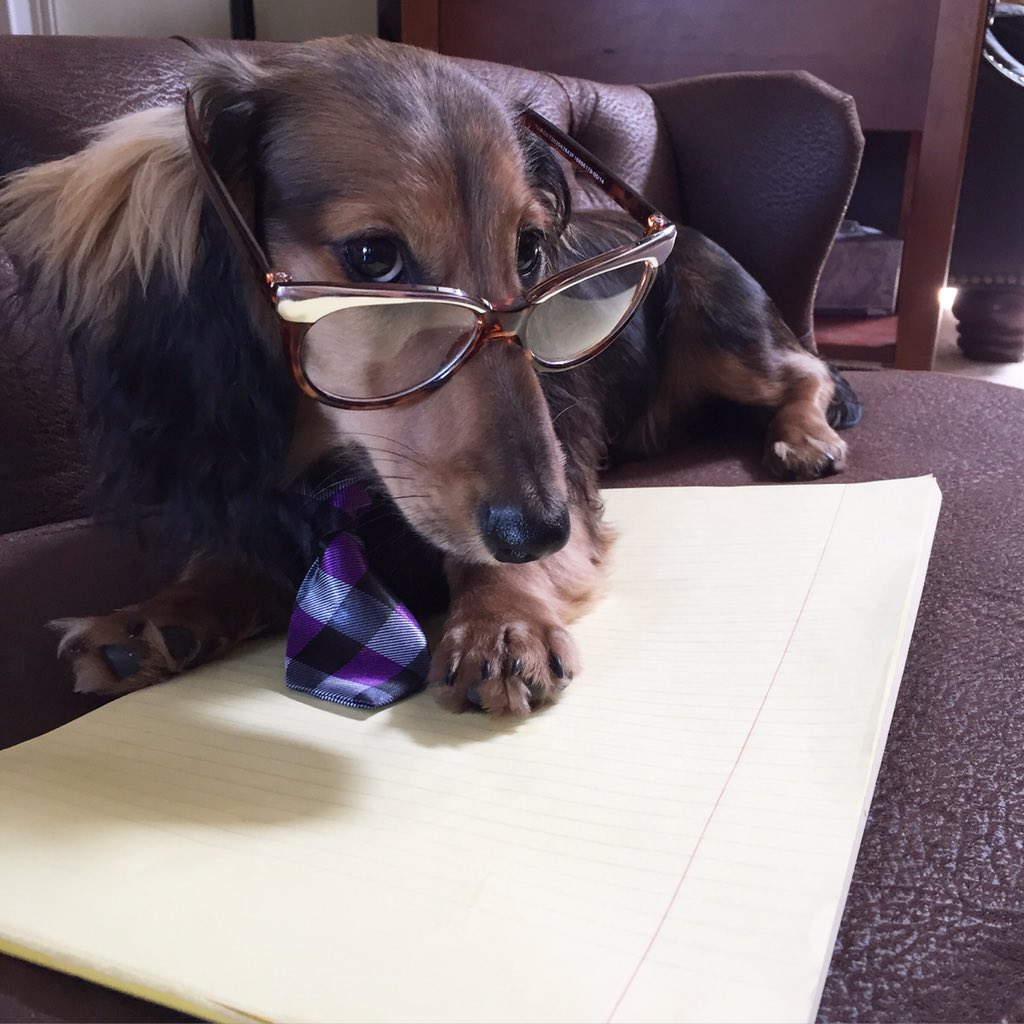knoxthedox's tweet photo. #FinalsWeek & I know nothing. #FurReals #HardKnoxLife #Lawschool #College #finals #exams #finalexams #KnoxTheDox https://t.co/dbxi0c4XVO