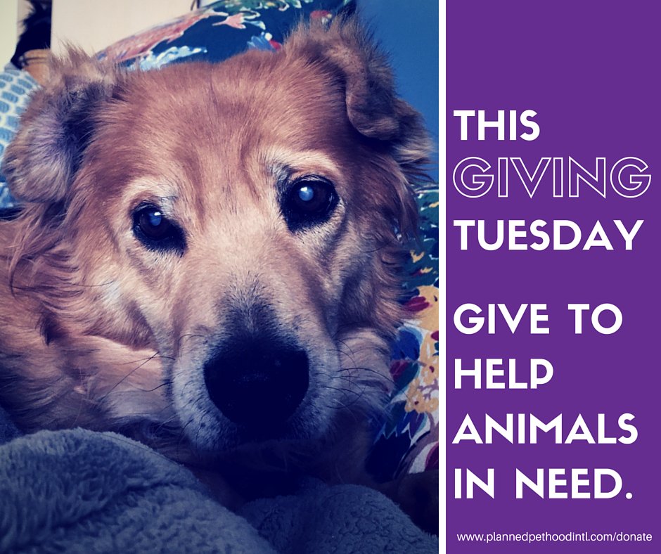 PPPDenver's tweet photo. If you can, please help us help pets this Giving Tuesday. https://t.co/00LuTm9Q9N