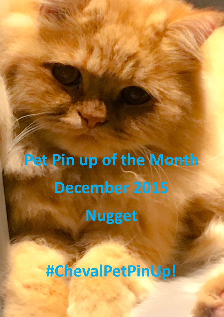 Cheval_Global's tweet photo. It's not just dogs we love here at Cheval Residences, Nugget is our first ever feline #ChevalPetPinUp! https://t.co/SV3nvgk6MM