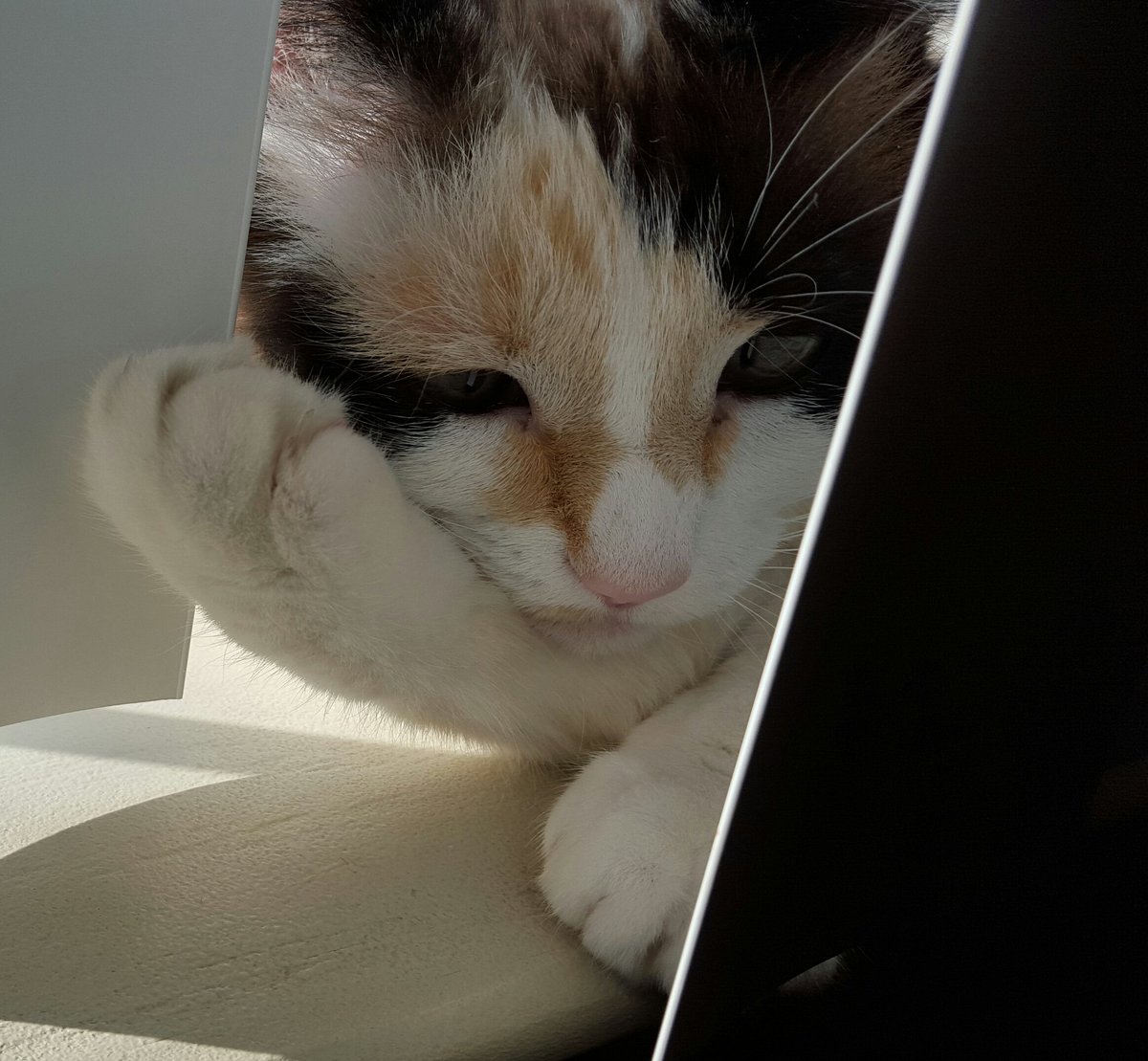 hollywd901's tweet photo. They need you! Be kind to an animal today...donate &amp;/or adopt if you can! 
♡ mine to death #snopuff #GivingTuesday https://t.co/10StJy04z2