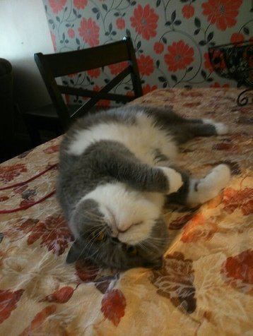 Embedded image permalink