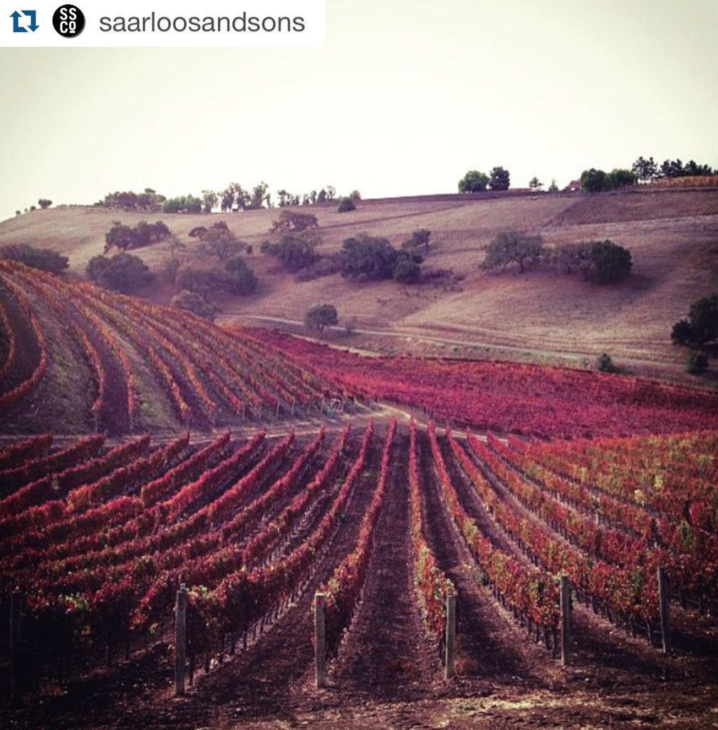 RootedVineTours's tweet photo. #Repost @saarloosandsons 
Beautiful things rarely ask for attention.
#ballardcanyon https://t.co/Vk9JwpHaSD