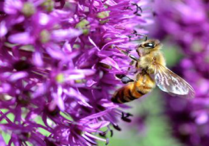 NMBeekeepers tweet picture